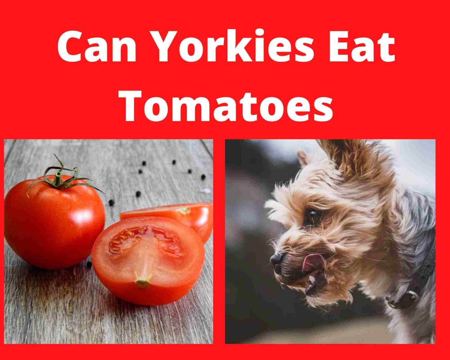Can Yorkies Eat Tomatoes 2 Methods Of Feeding
