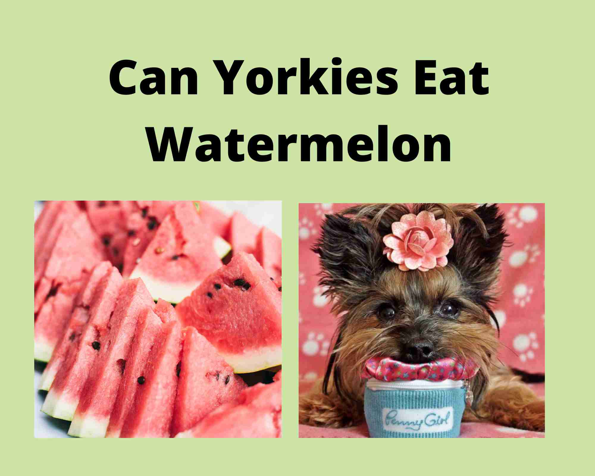 Can Yorkies Eat Watermelon