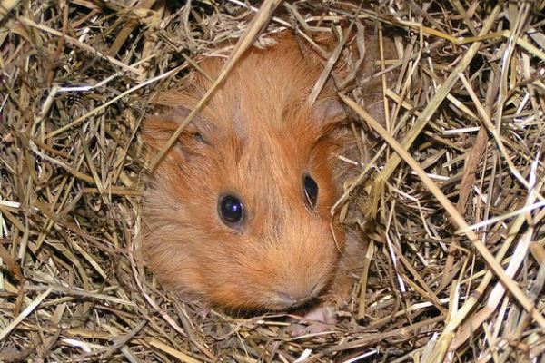 Guinea Pig Lonely Signs
