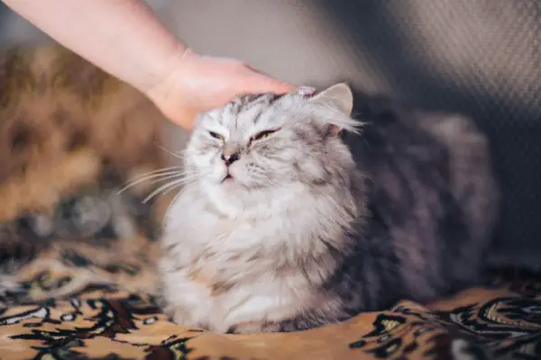 How To Comfort A Sick Cat: 14 Useful Tips