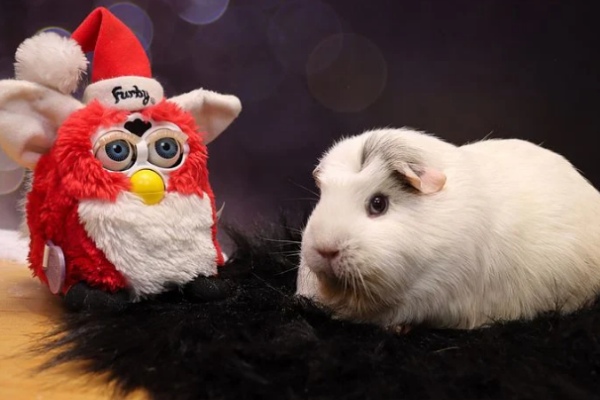 13 Hints On How To Comfort a Dying Guinea Pig
