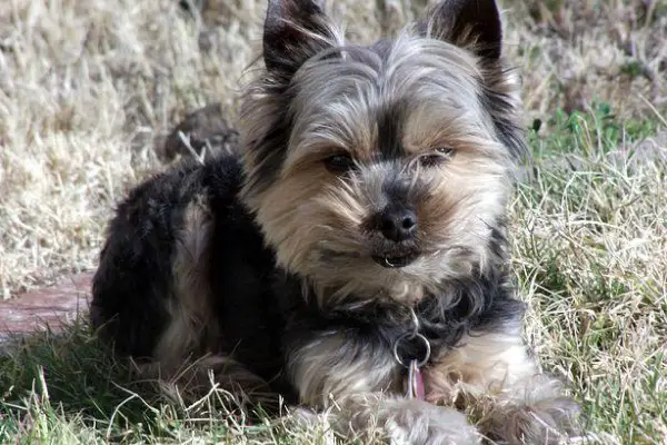 10 Common Old Yorkshire Terrier Problems & Care