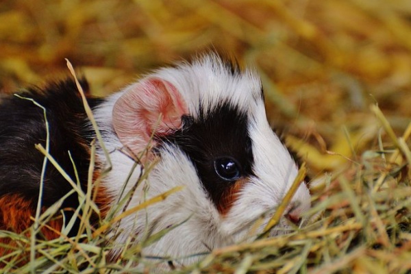 Signs Your Guinea Pig Hates You