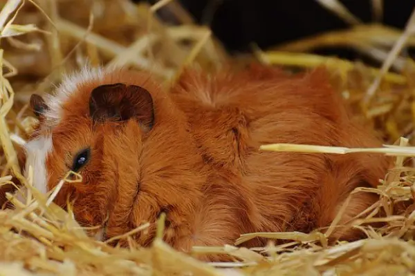 Signs Your Guinea Pig Is Dying