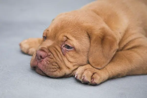 Symptoms Of Anxiety In Dogs