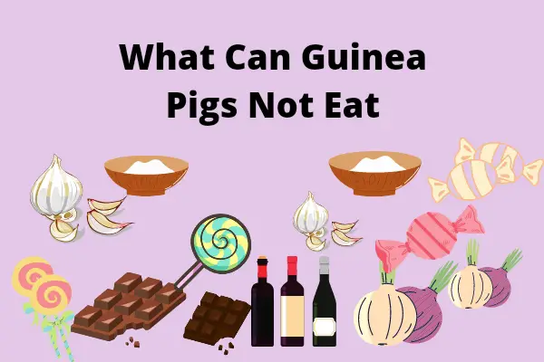 What Can Guinea Pigs Not Eat