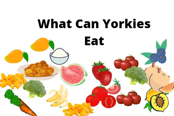 What Can Yorkies Eat