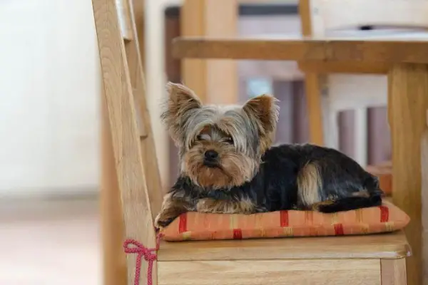 Yorkie Separation Anxiety: 6 Signs, Causes & Prevention