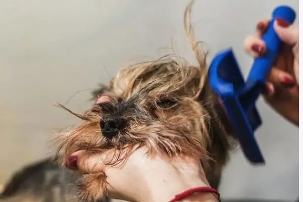 Yorkie Shedding: 8 Causes Of Shedding & Control Tips