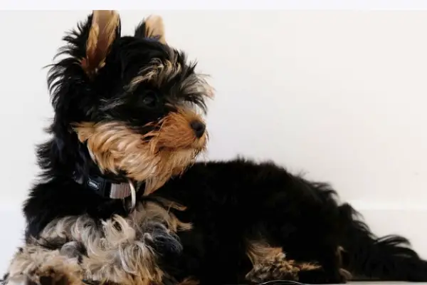 9 Most Common Yorkie Stress Symptoms Explained