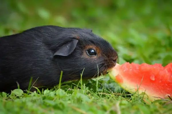 Can Guinea Pigs Eat Watermelon [Answered]