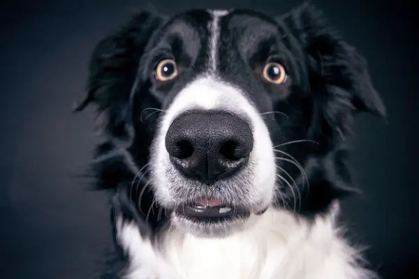 7 Causes of Border Collie Depression: Signs & Helpful Tips