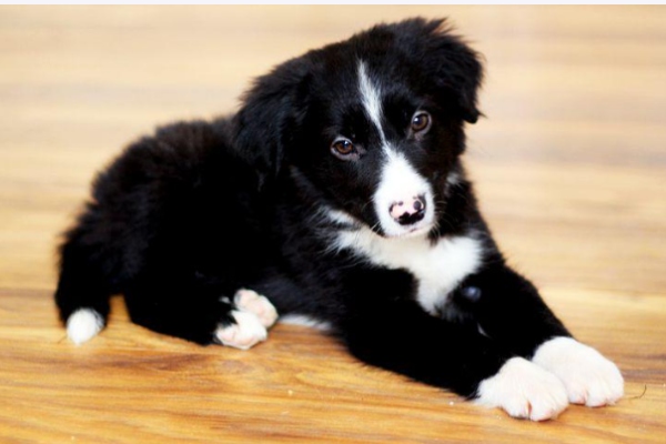 Can Border Collies Be Left Alone