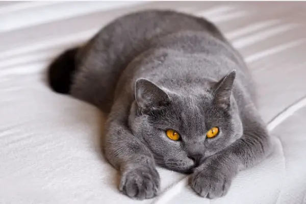 Can British Shorthair Cats Be Left Alone