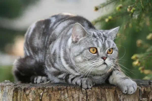 Can British Shorthair Cats Go Outside