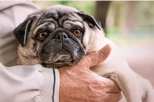 Cuddle with your pug