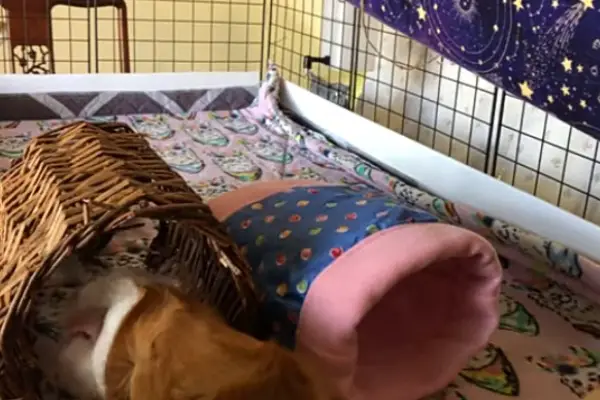 DIY tunnel for guinea pigs