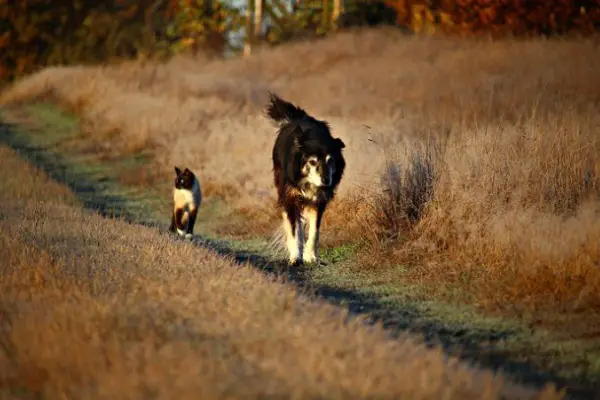 Do Border Collies Get Along With Cats (A Complete Insight)