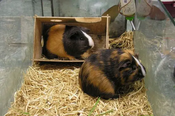 Get two guinea pigs