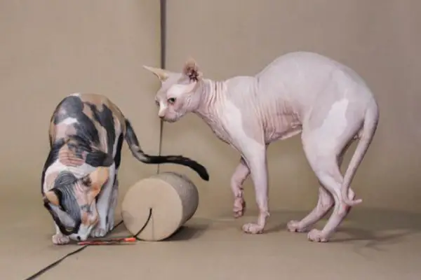 Growing Sphynx cat