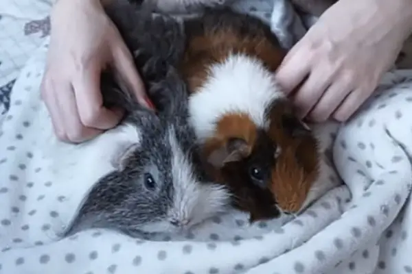 Guinea pigs are happy with cuddles