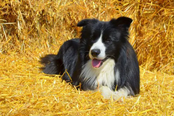 13 Hacks on How To Discipline a Border Collie