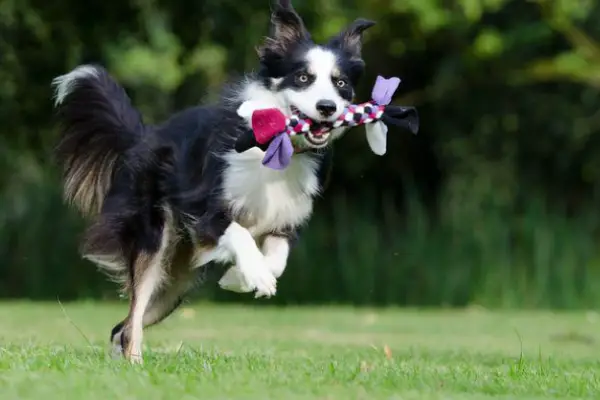 13 Ways On How To Tire Out a Border Collie