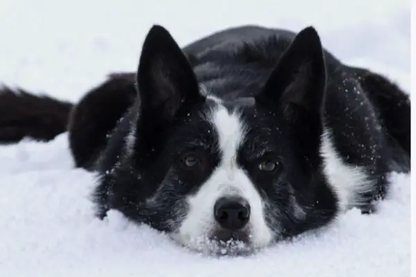 Signs A Border Collie Is Dying