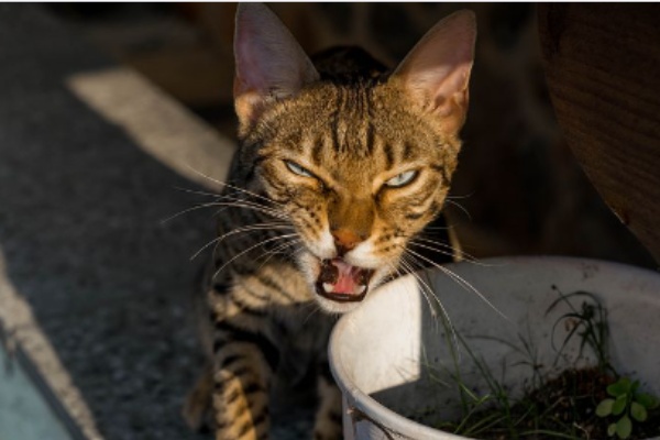 9 Common Reasons Why Bengal Cats Bite & Tips