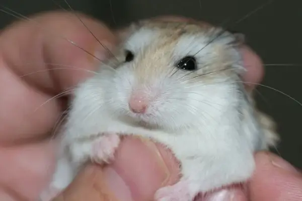 Why Hamsters Bite