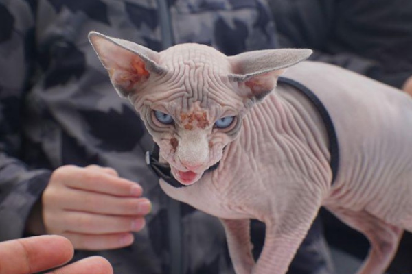 Why Sphynx Cats Smell