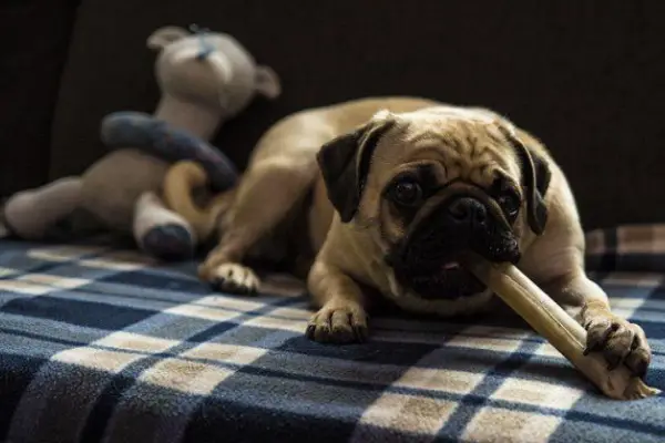 Provide chew toys for your pug