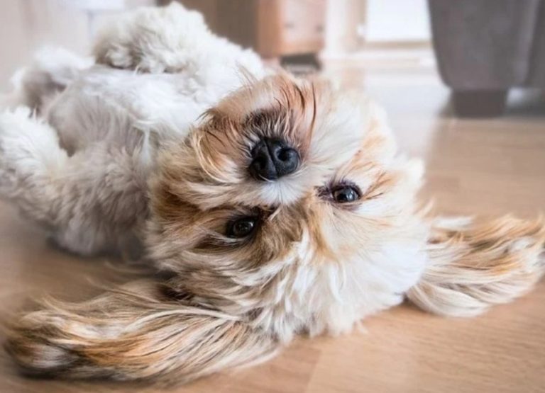 17 Possible Reasons For Your Dog Acting Weird & Tips