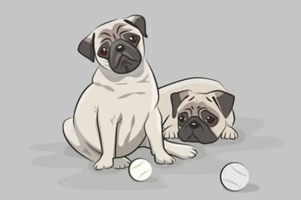 9 Hints On How To Discipline a Pug: Right &  Wrong Ways