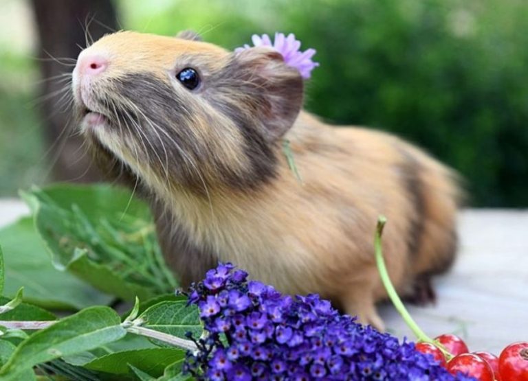 22 Most Common Guinea Pig Behavior