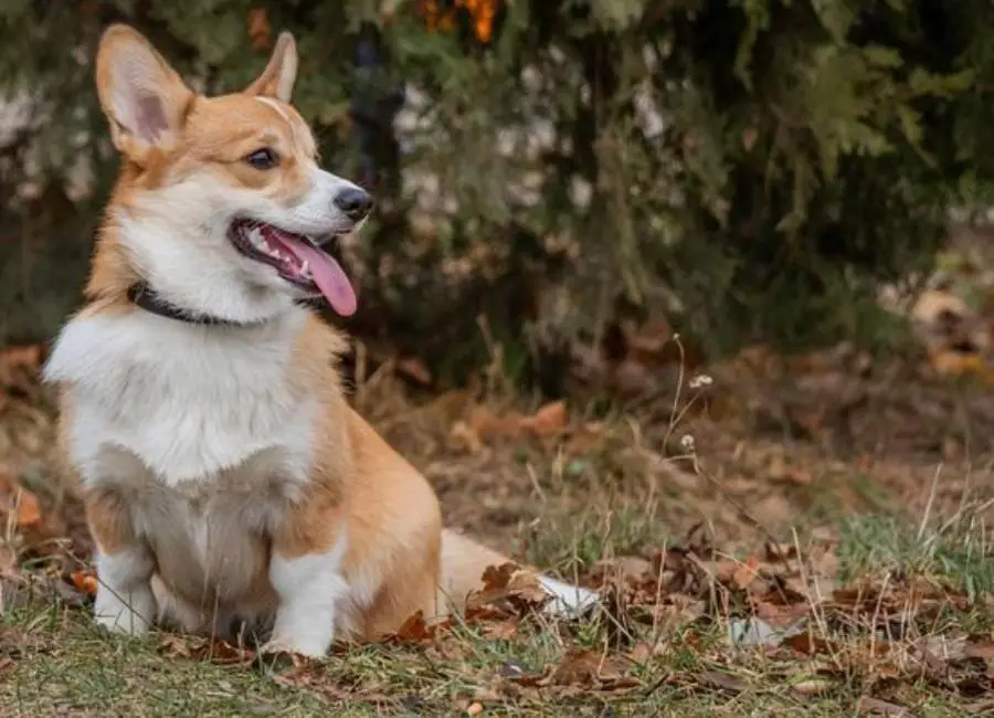 Reasons Corgis bark