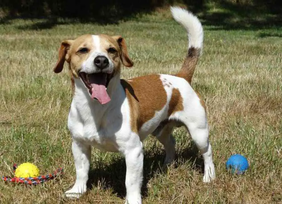 Play the fetch game with your Jack Russell