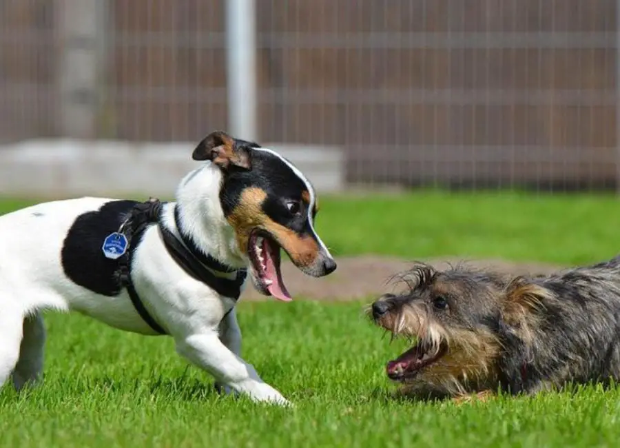 Causes of Jack Russell aggression