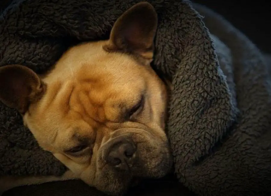 Causes of french bulldog shaking