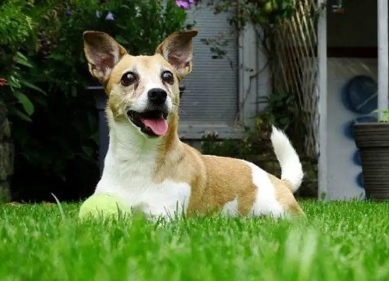 Do Jack Russell Terriers Bark a Lot (11 Barking Reasons & Tips)