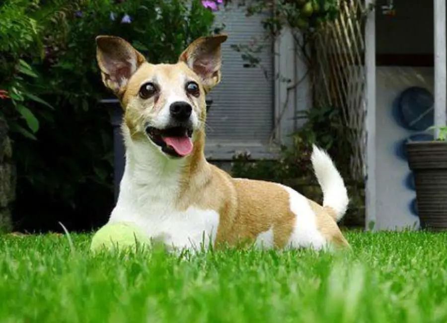 Do Jack Russell Terriers Bark a Lot