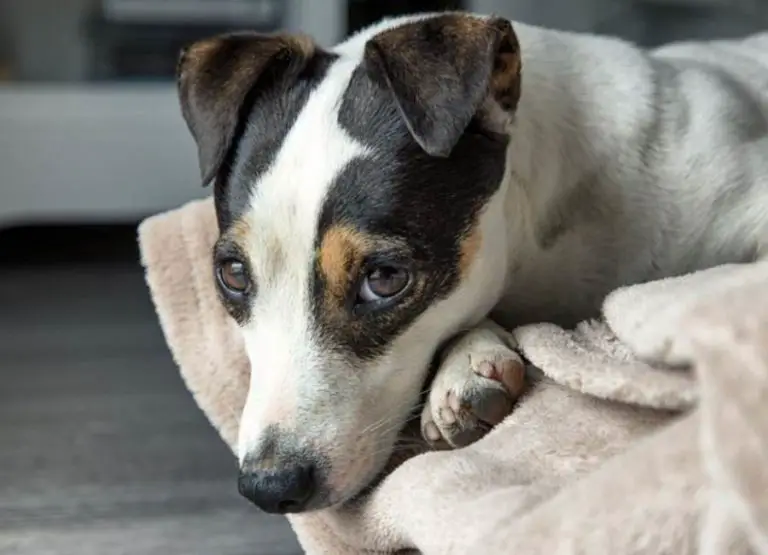 Do Jack Russells Smell: 8 Reasons They May Smell & Tips