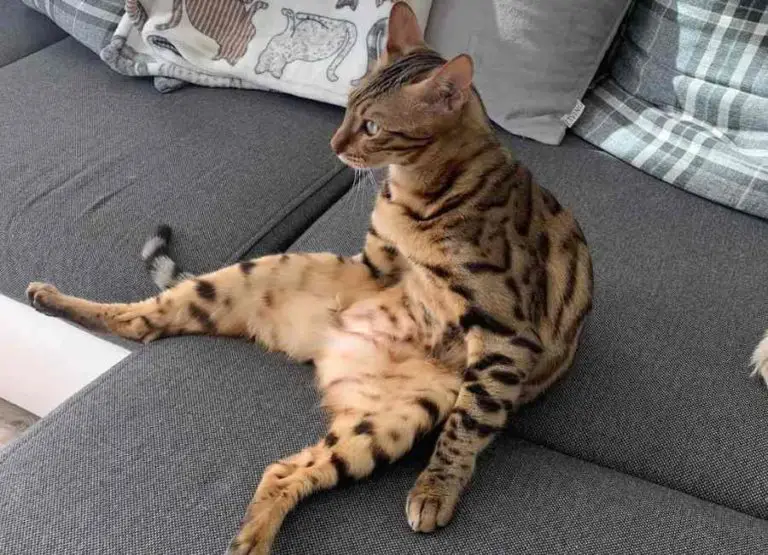 How Long Do Bengal Cats Live