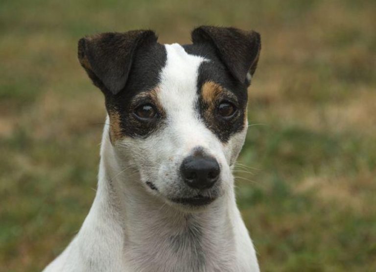 How Long Do Jack Russell Terriers Live (8 Tips That Matters)