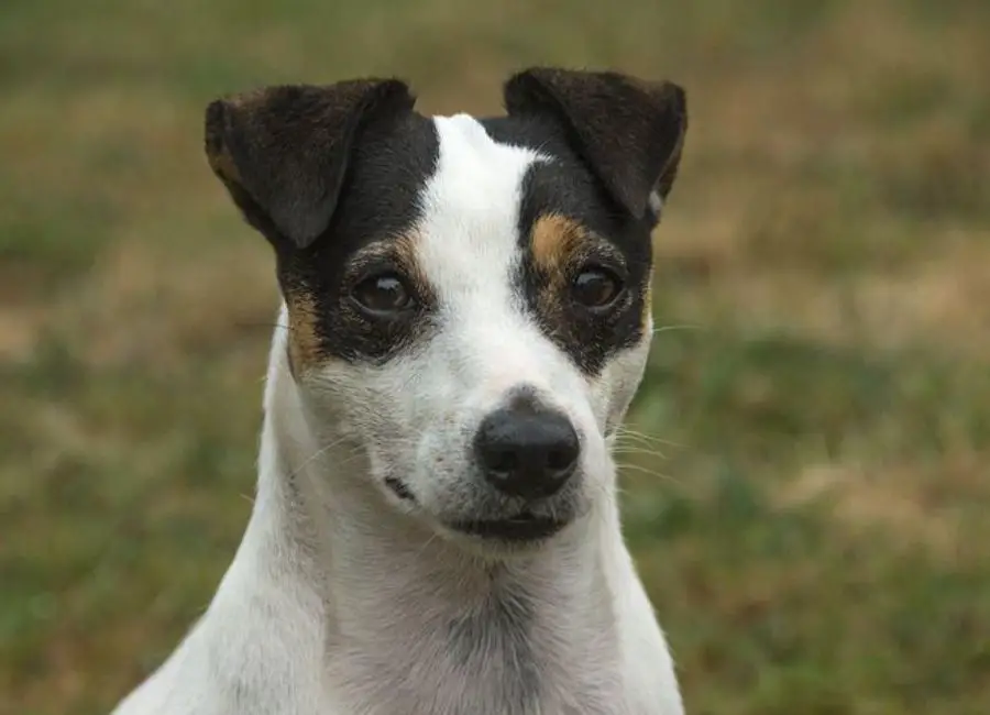 how long do jack russell terriers live