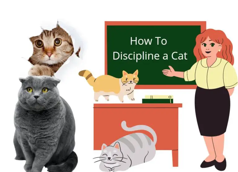How To Discipline a Cat