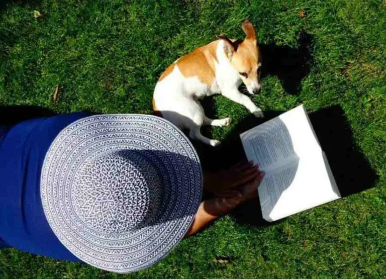 9 Tips On How To Discipline a Jack Russell Terrier