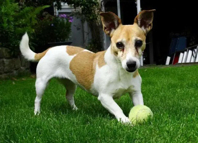 11 Tips On How To Tire Out a Jack Russell Terrier