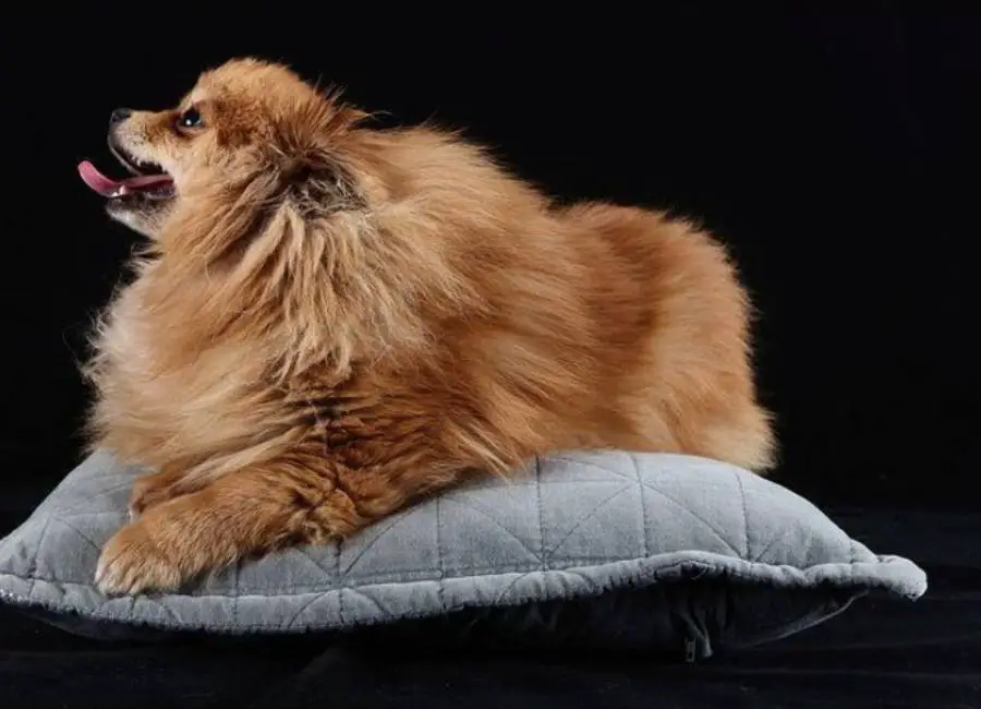 How to care for older pomeranian
