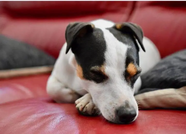 10 Common Jack Russell Old Age Problems & Tips